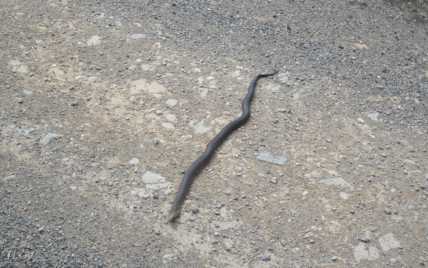 14-A friend in the high country.JPG